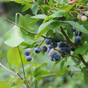 Meet your Posher, Garrett